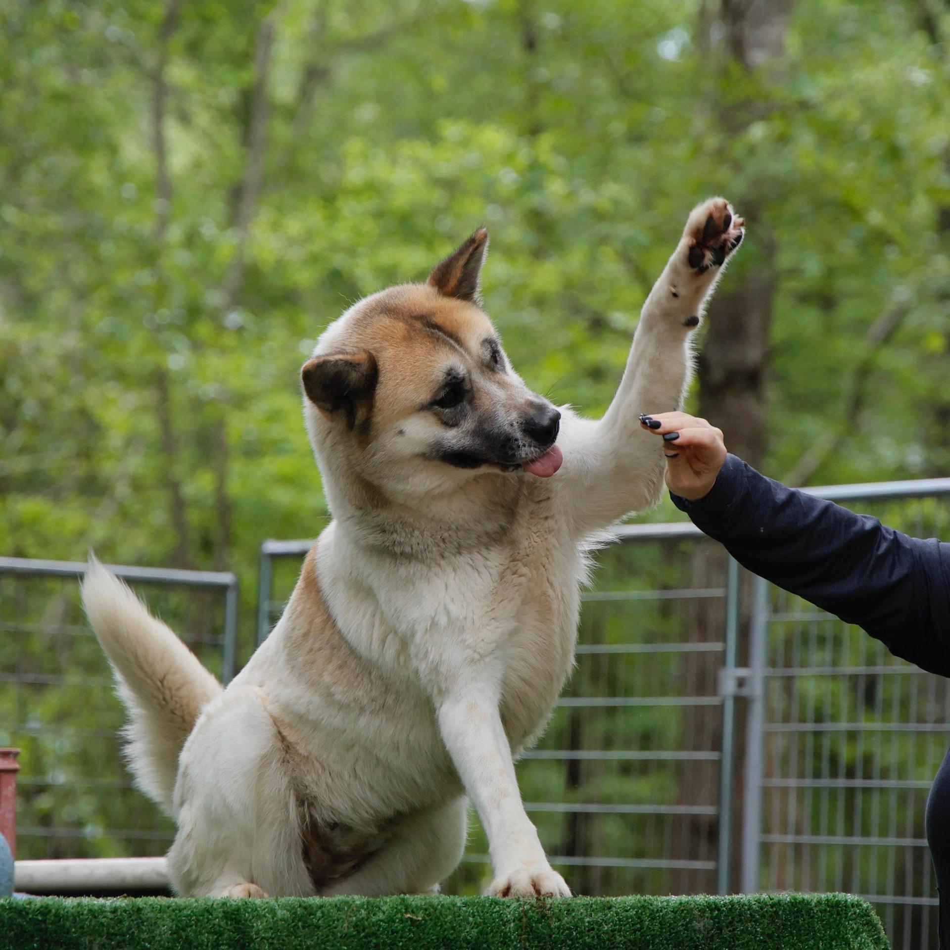 An adult large-sized female Red / Chestnut / Orange Akita dog named Tara for adoption in Toms River, NJ