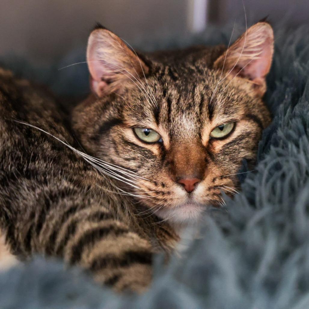 Princessa Hazel Boots