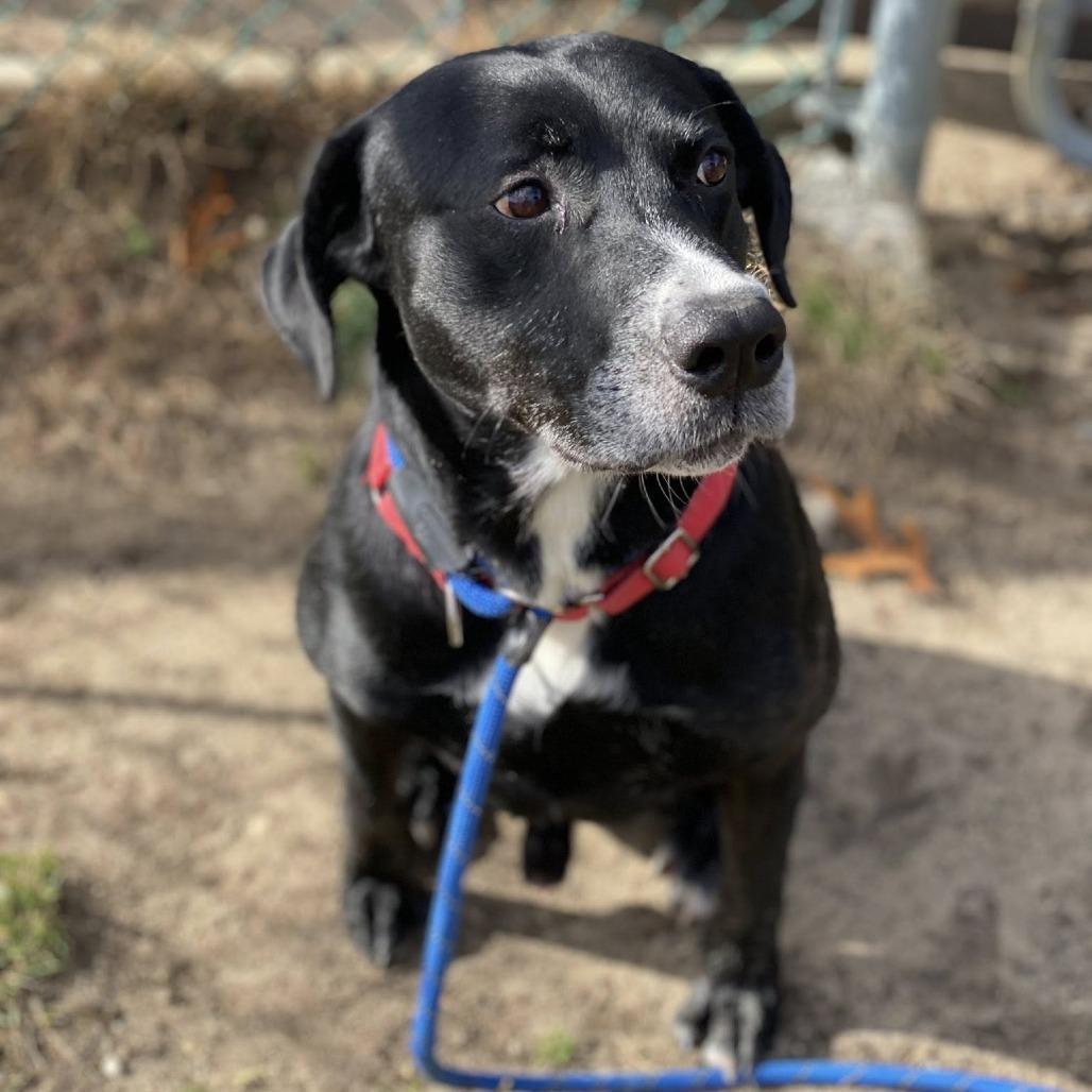 A senior medium-sized male Black Mixed Breed dog named Blackhawk for adoption in Vineland, NJ