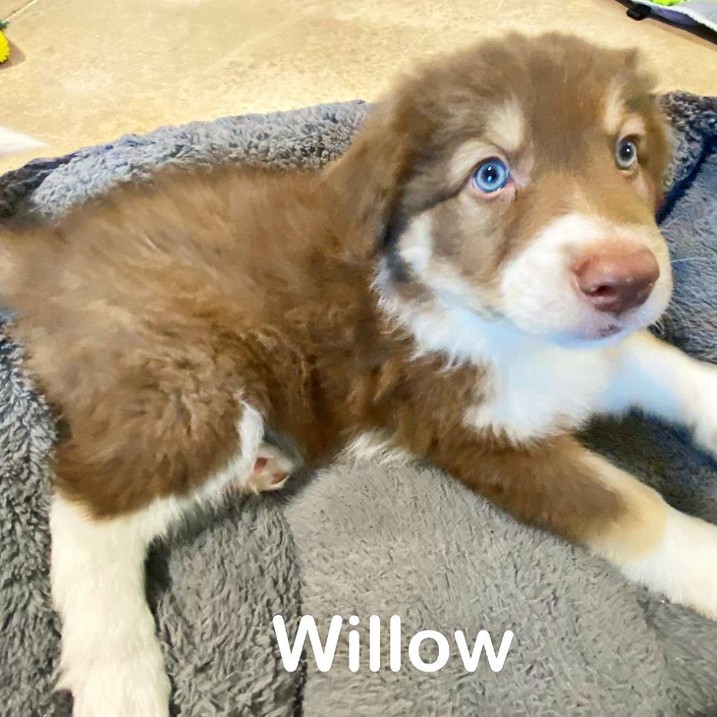 Willow
