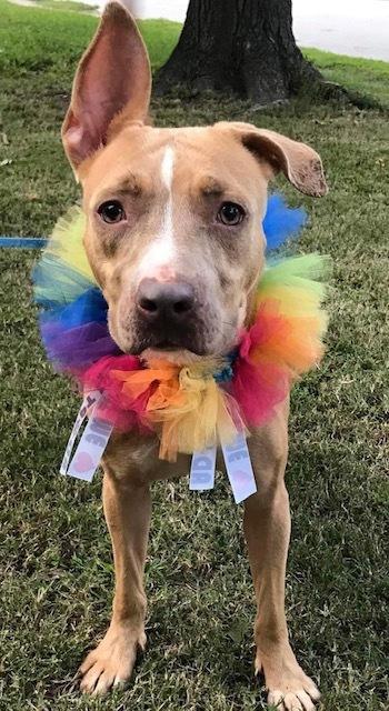 A senior medium-sized female Yellow / Tan / Blond / Fawn Pit Bull Terrier dog named Sensi for adoption in Zuni, VA