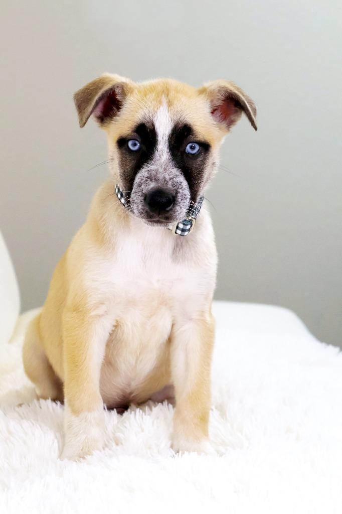 Rice Krispies Litter