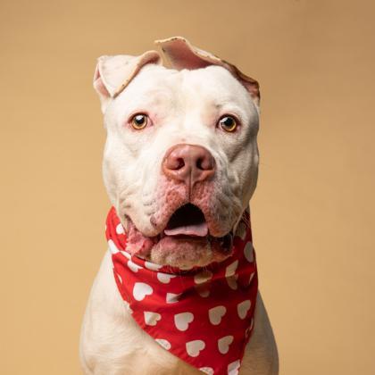 An adult large-sized male Pit Bull Terrier dog named Cain for adoption in Atlanta, GA