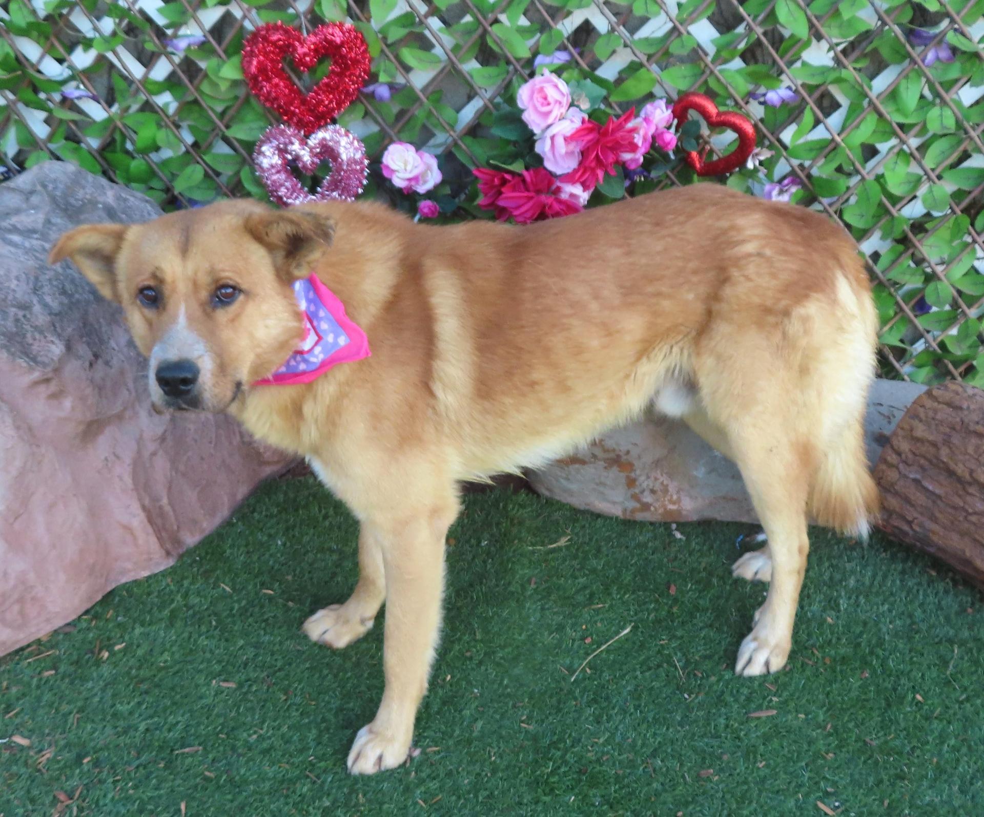 Rusty Wednesday Euthanasia!lookatmyotherpic!