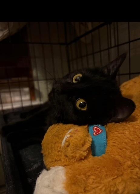 Ruby Valentina La Chatte