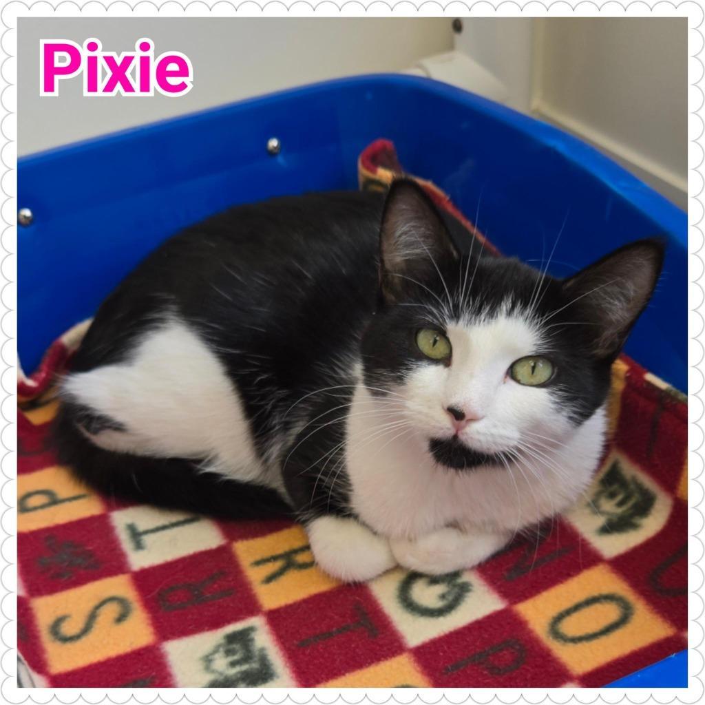 Pixie