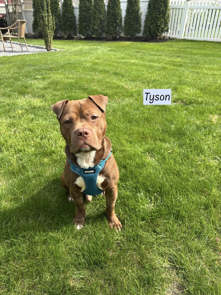 Tyson