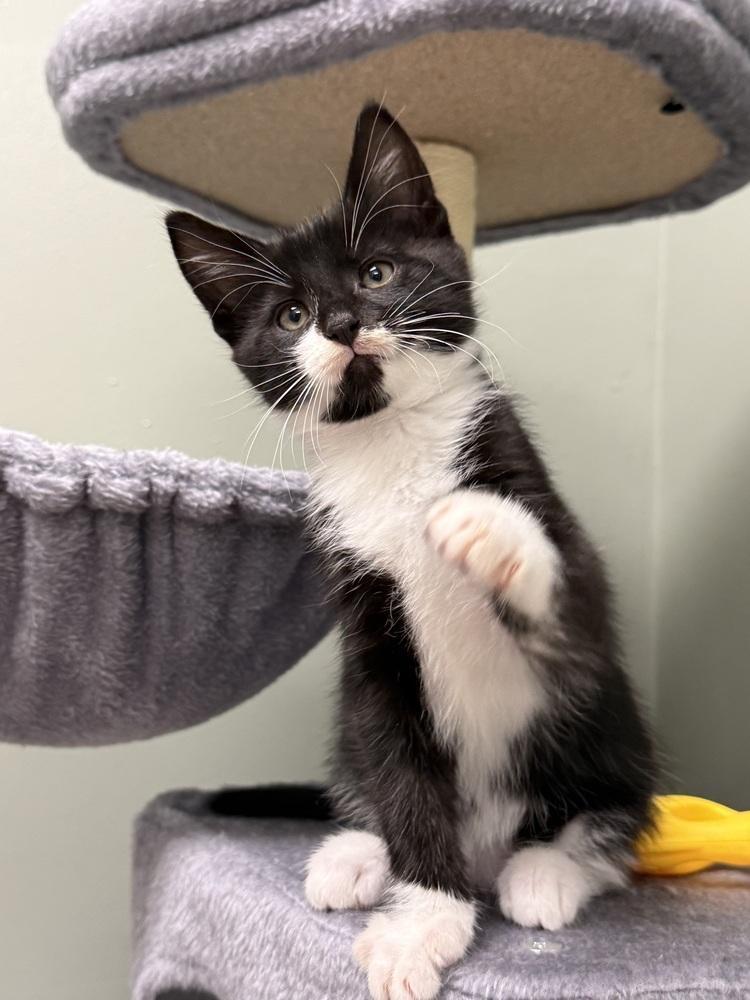 Hammy Rainbow Brite Sailor