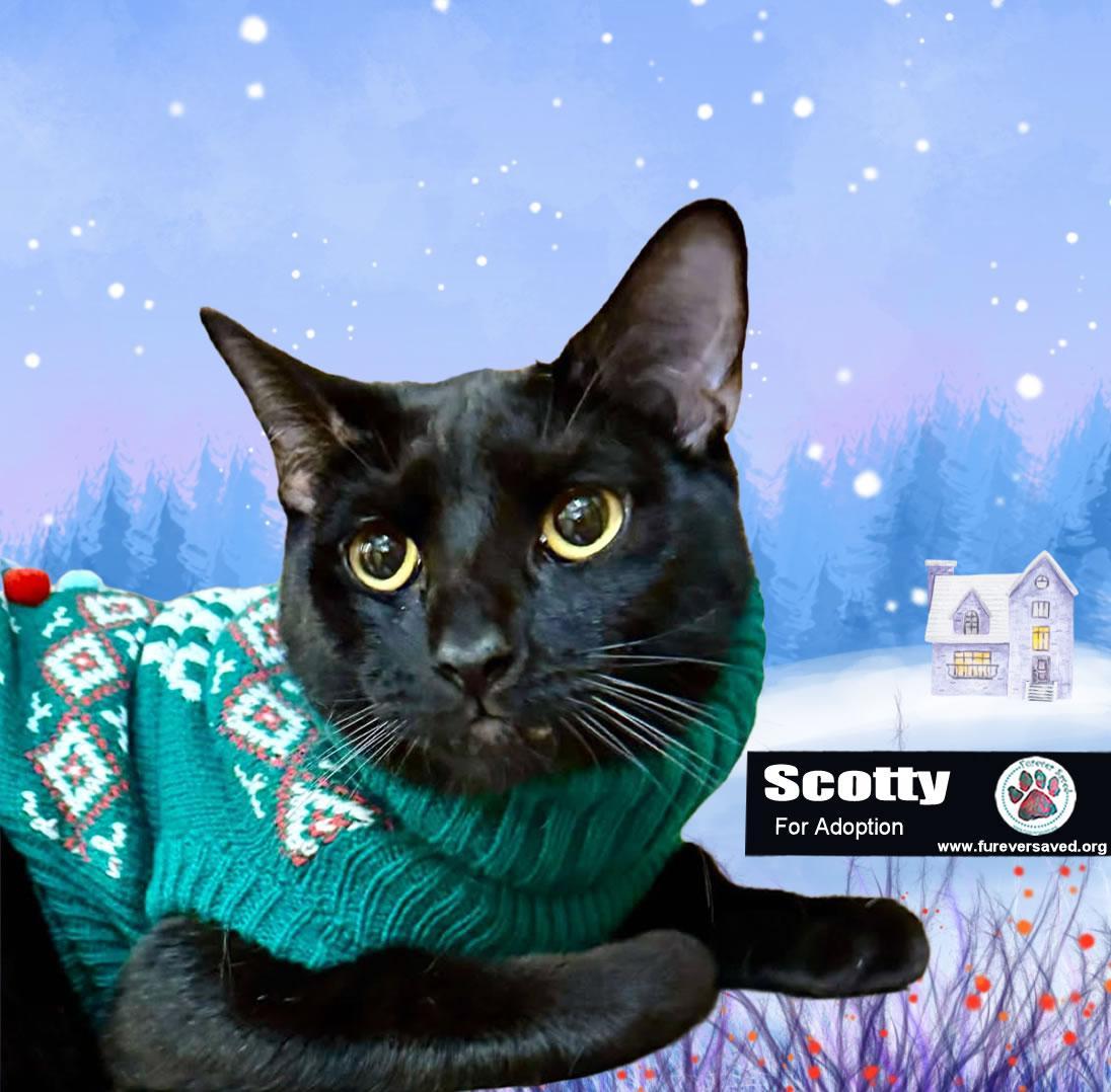 A baby small-sized male Domestic Short Hair cat named Scotty for adoption in Miami, FL