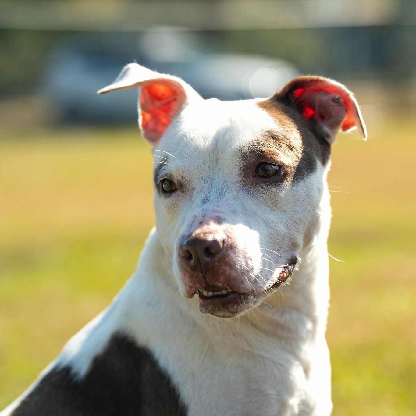 An adult medium-sized female White / Cream Mixed Breed dog named Ember for adoption in Myrtle Beach, SC