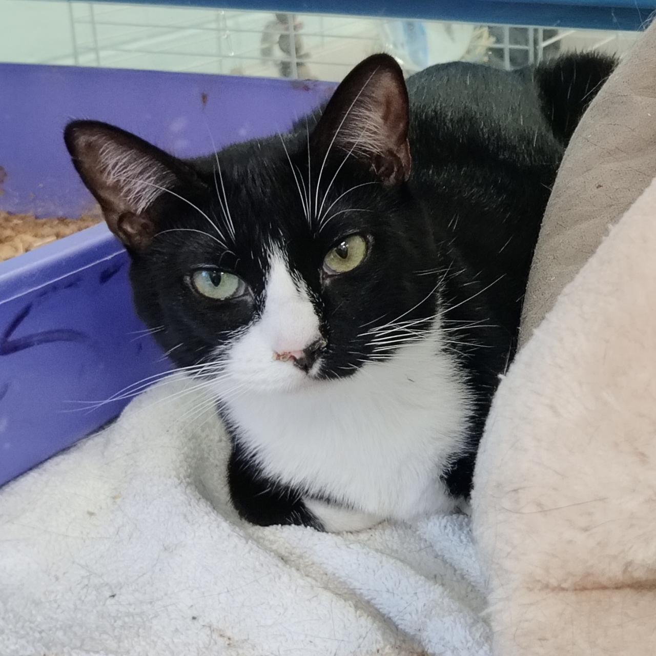 A young medium-sized female Black & White / Tuxedo Domestic Short Hair cat named Bw Jr. Watch Her for adoption in Berryville, VA