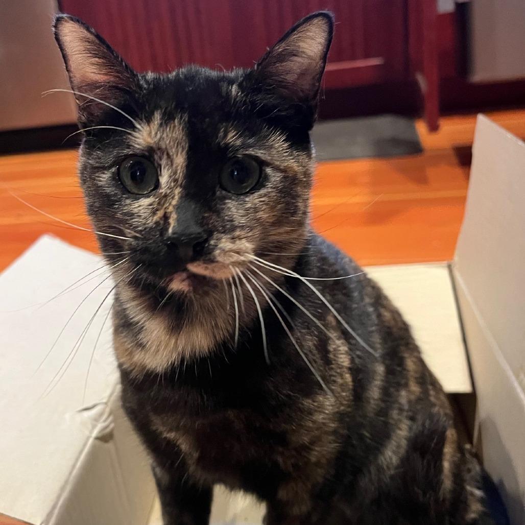 A young small-sized female Tortoiseshell Domestic Short Hair cat named Amber for adoption in Los Angeles, CA