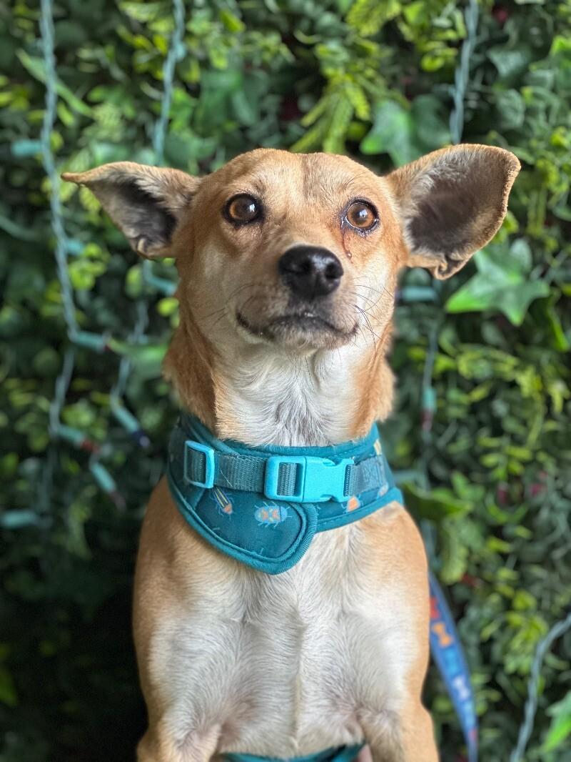 A young small-sized male Golden Chihuahua dog named Jimmy for adoption in Carlsbad, CA