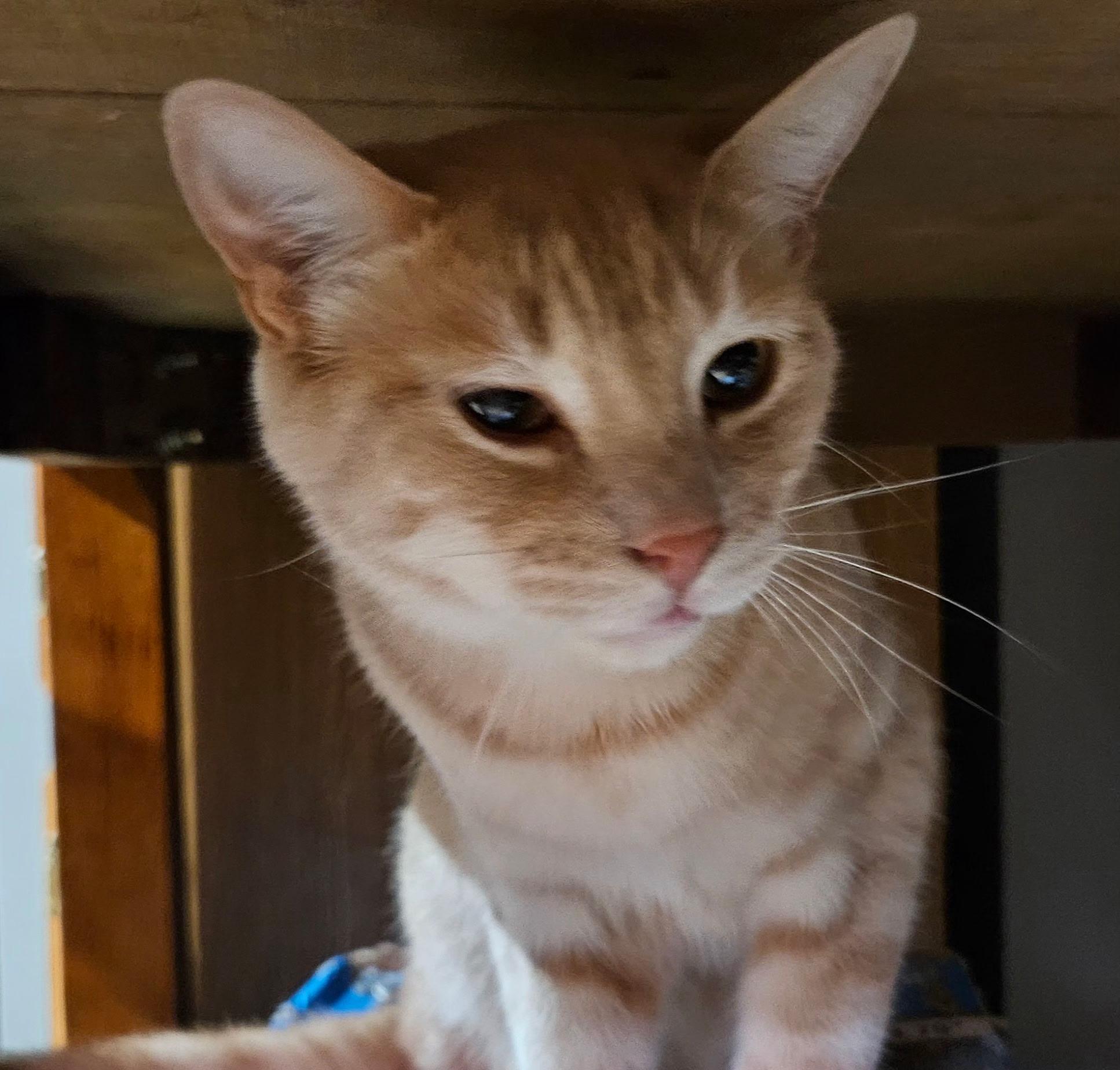 Sammy & Bobby photo 1