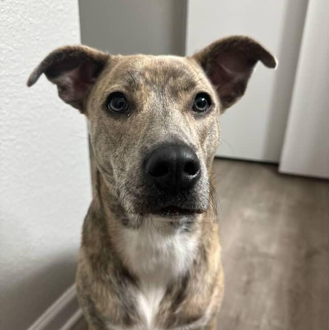 An adult large-sized female Brindle Labrador Retriever dog named Nala for adoption in Richmond, TX