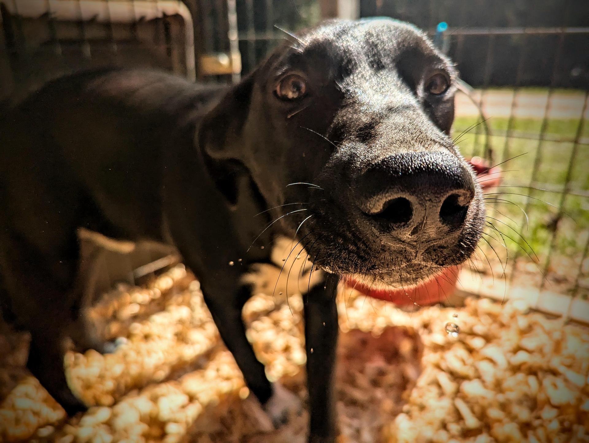A young large-sized male Black Labrador Retriever dog named Skippy Mcsniff for adoption in Fosters, AL