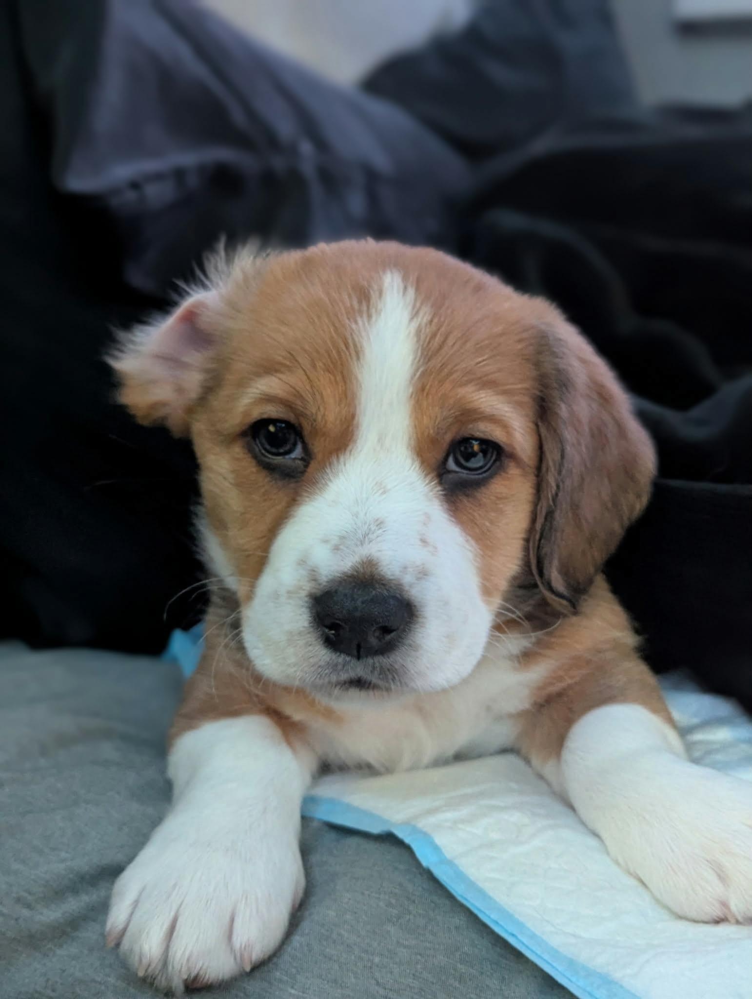 Poppy The Dachshund Mix!