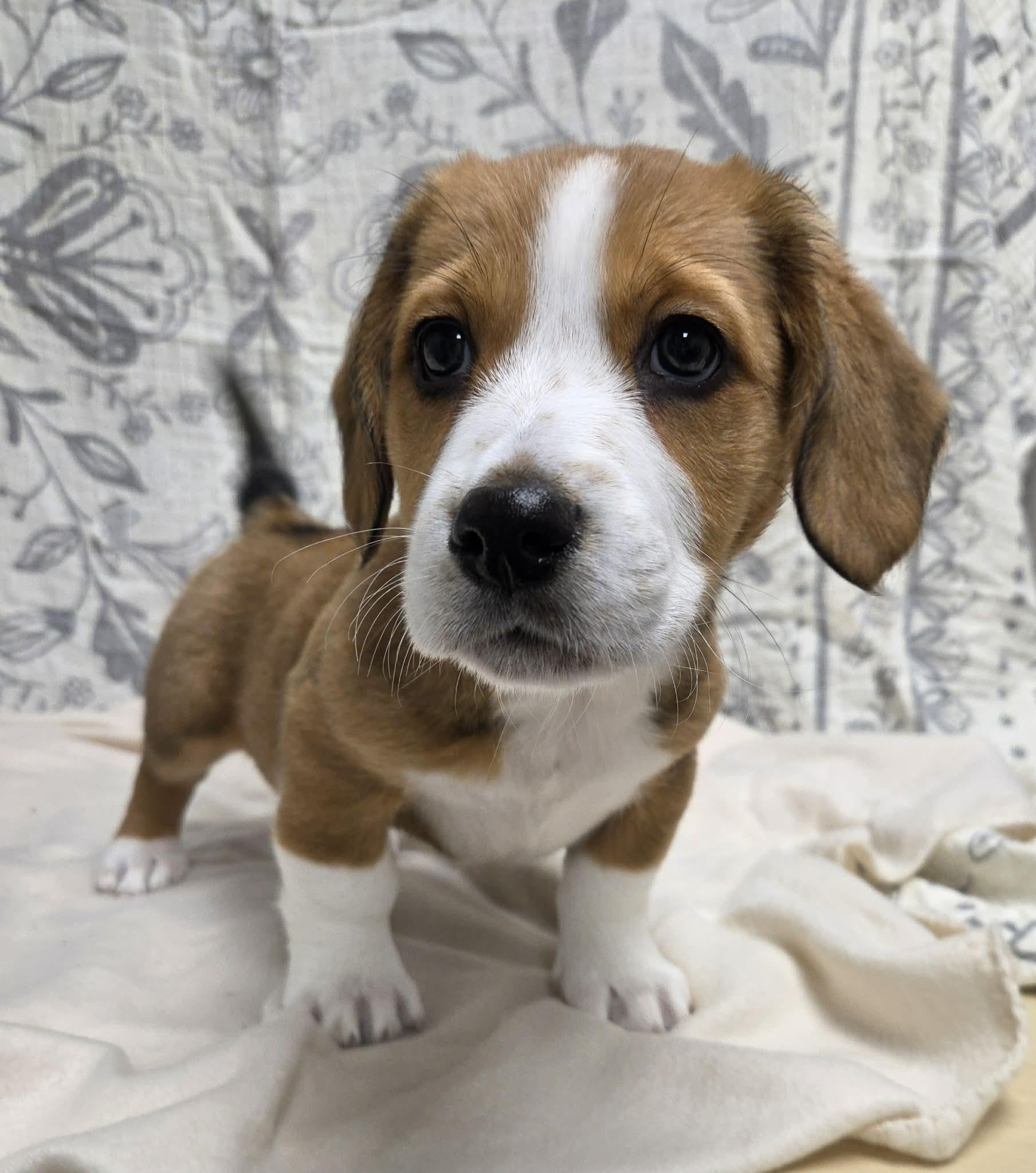 Poppy The Dachshund Mix