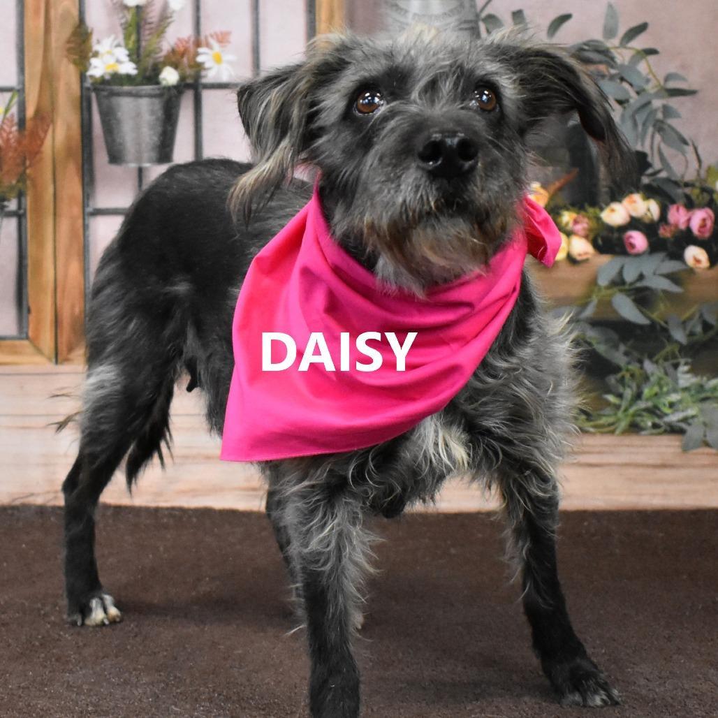 Daisy photo 1
