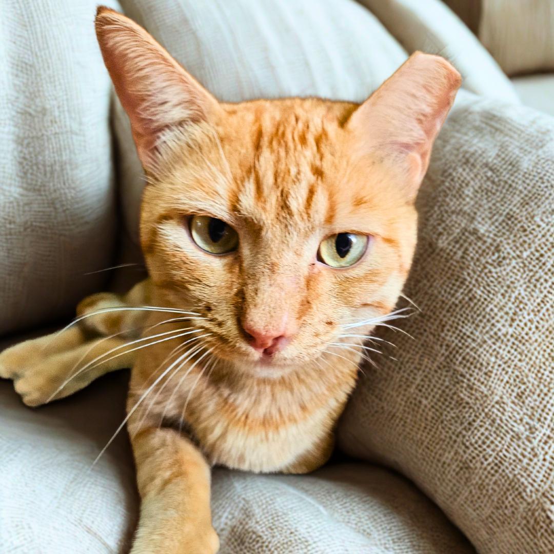 David – The Foodie