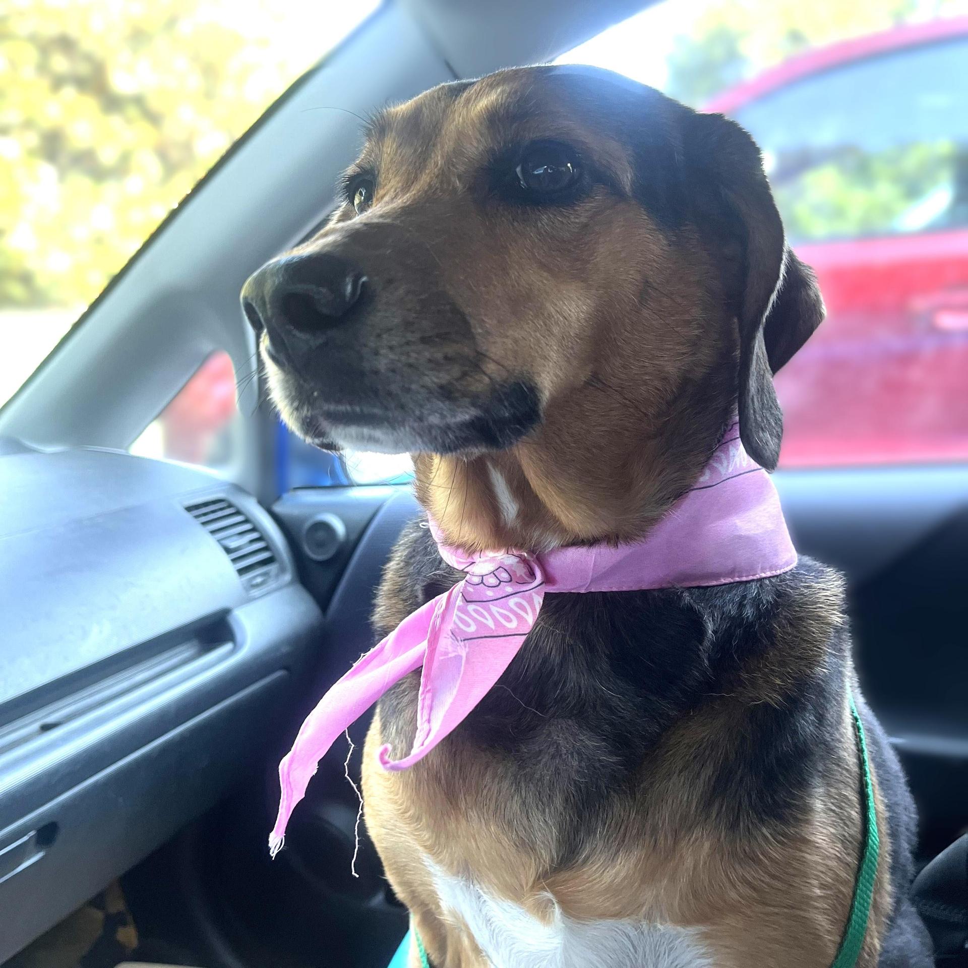 An adult medium-sized female Black and Tan Coonhound dog named Lacy for adoption in Alpharetta, GA