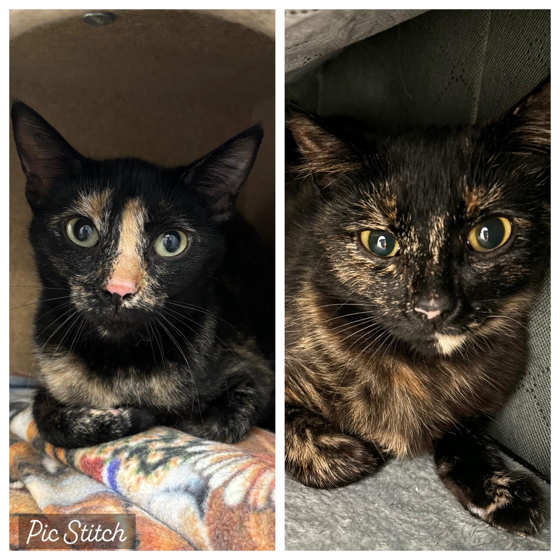 Karolina And Maja photo 1