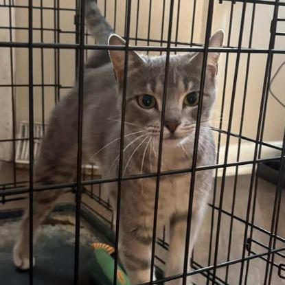 Snowy @pawz Pet Cafe