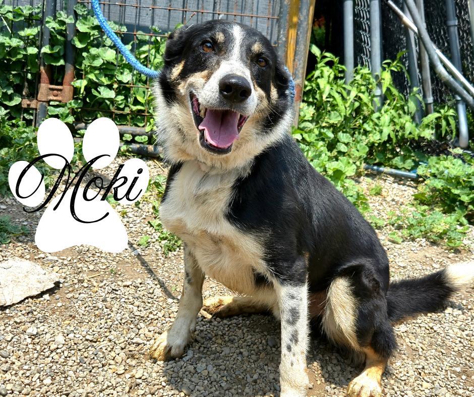 Moki
