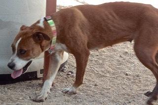 Vanilla Wafersweet Young Lady