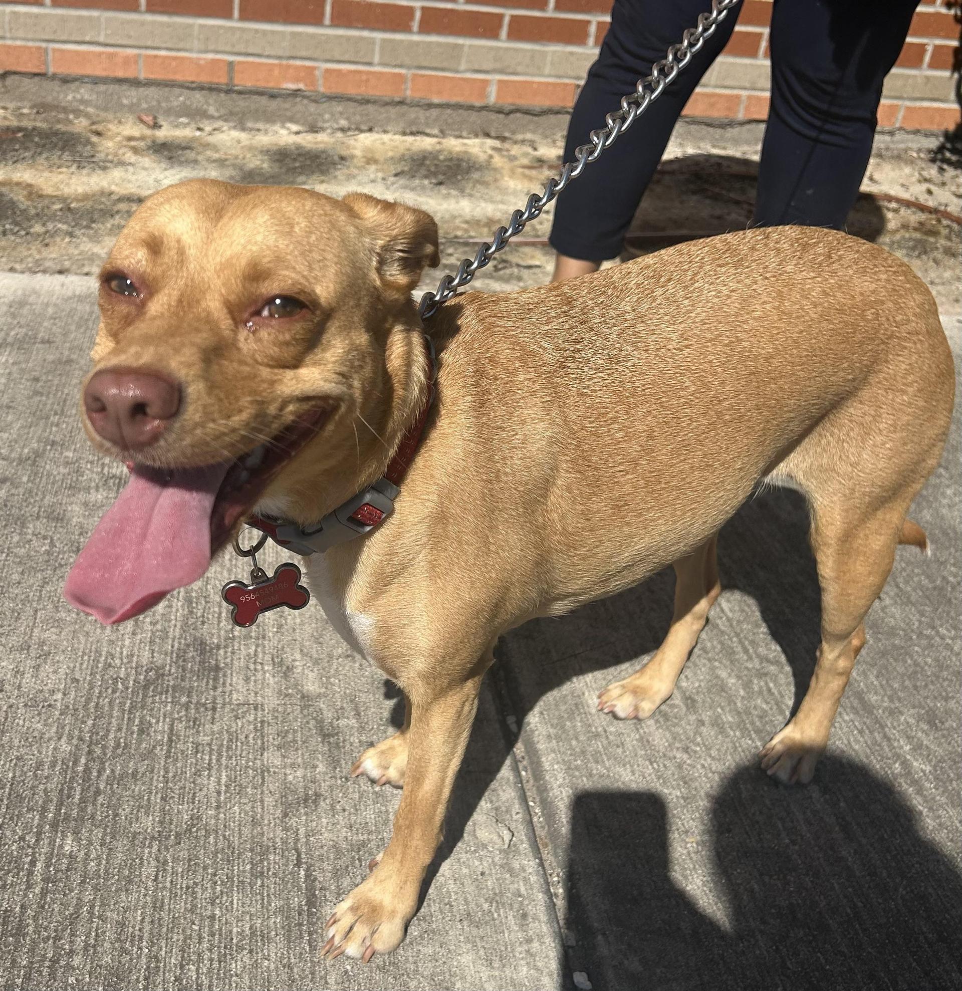 A young medium-sized female Labrador Retriever dog named Merry for adoption in Harlingen, TX