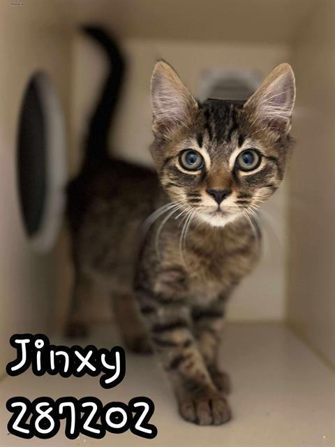 Jinxy photo 1