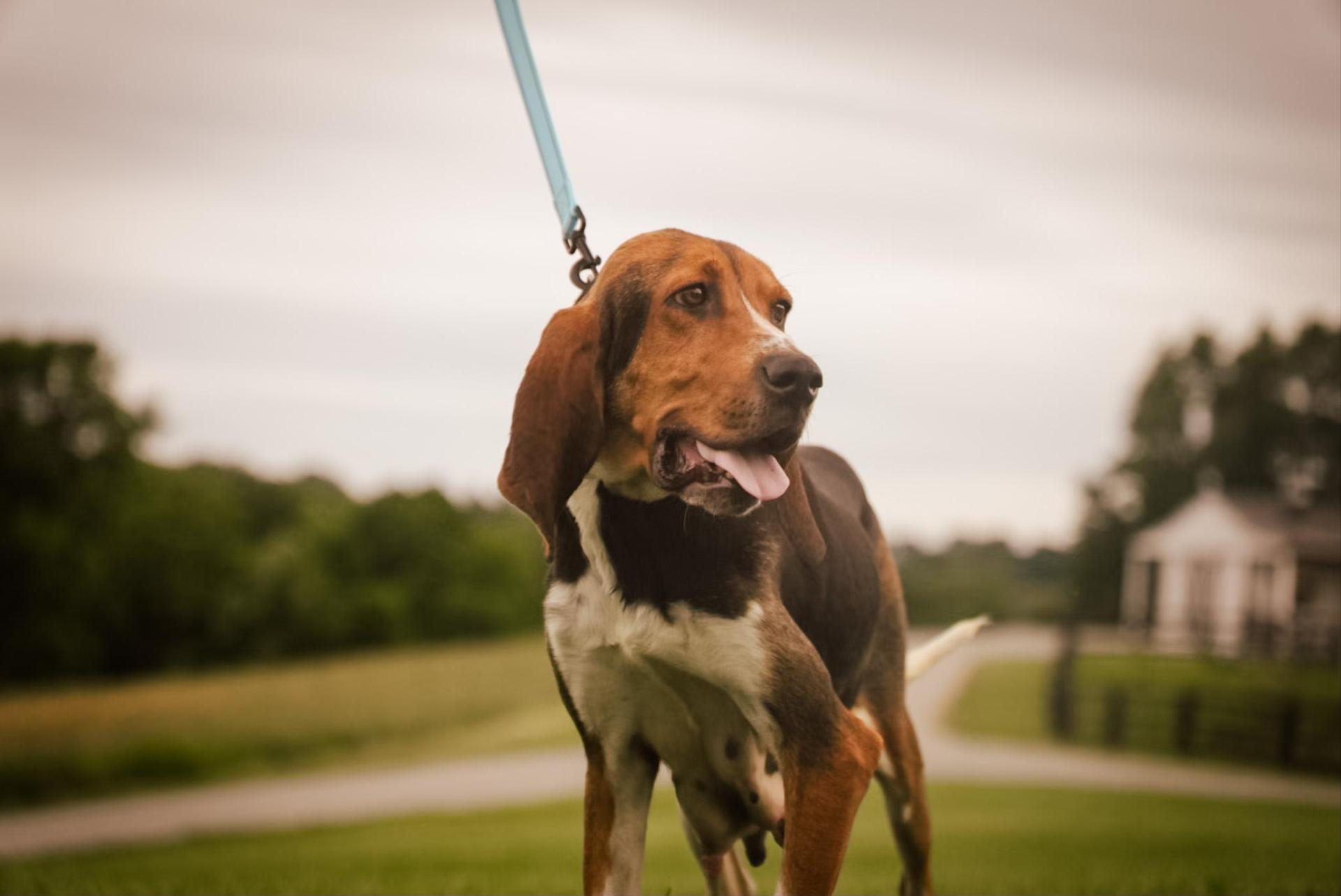 An adult large-sized male Tricolor (Brown, Black, & White) Bloodhound dog named Bonita Transport for adoption in Gradyville, KY