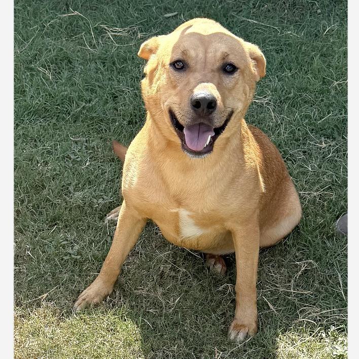 A young medium-sized female Yellow / Tan / Blond / Fawn Retriever dog named Gigi for adoption in Longview, TX