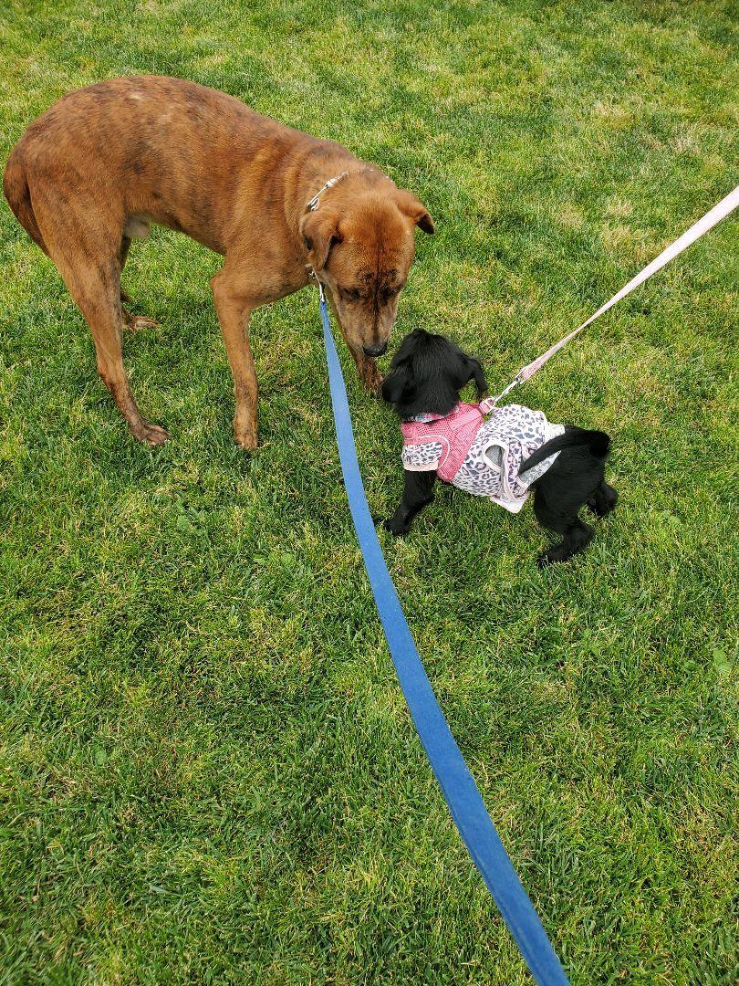 Charlie Brown You're