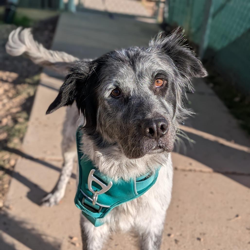 An adult medium-sized female Gray / Blue / Silver Cattle Dog dog named Blue for adoption in Flagstaff, AZ