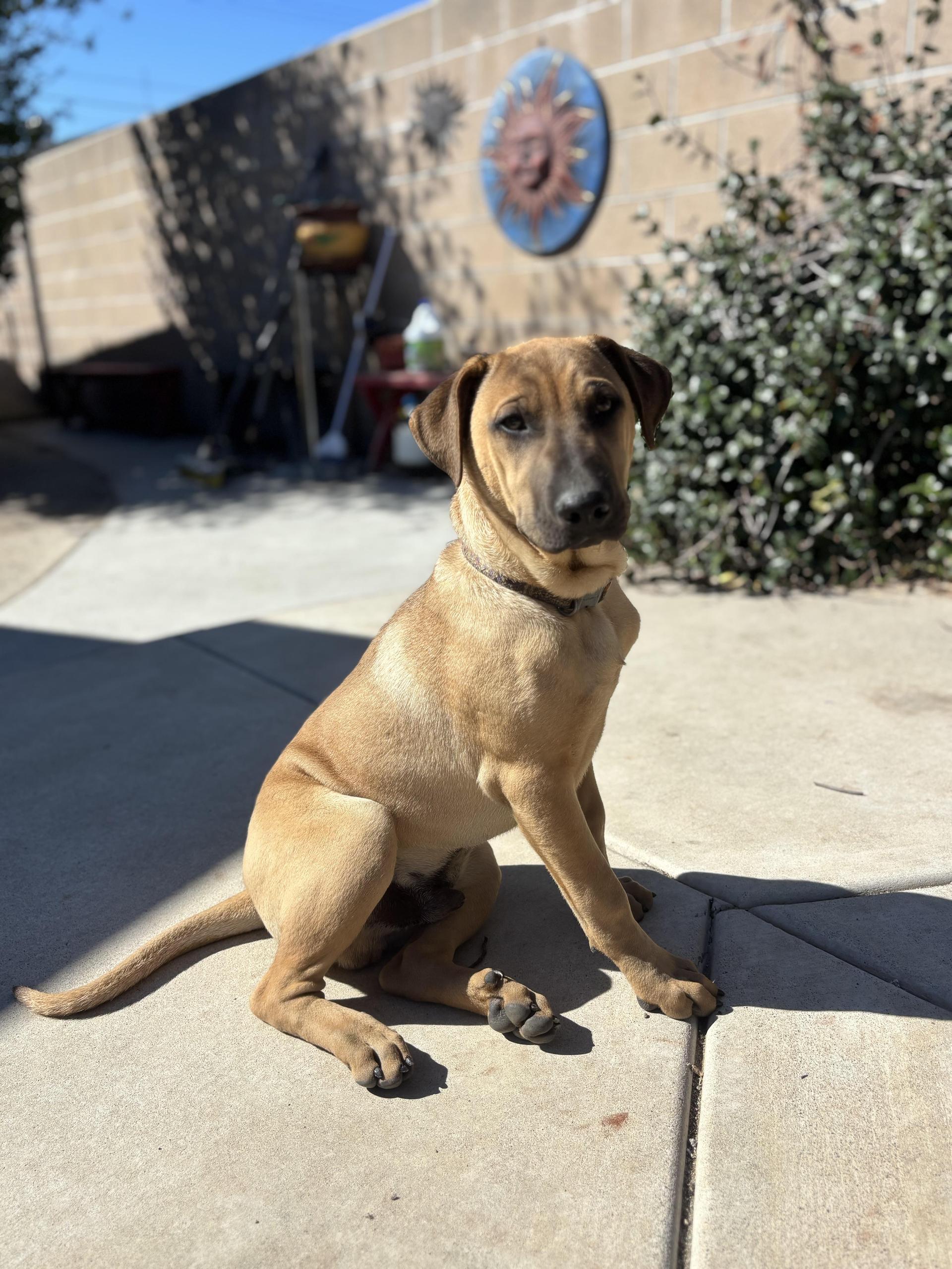 A baby large-sized female Tricolor (Brown, Black, & White) German Shepherd Dog dog named Ms Leilani for adoption in Greeneville , TN