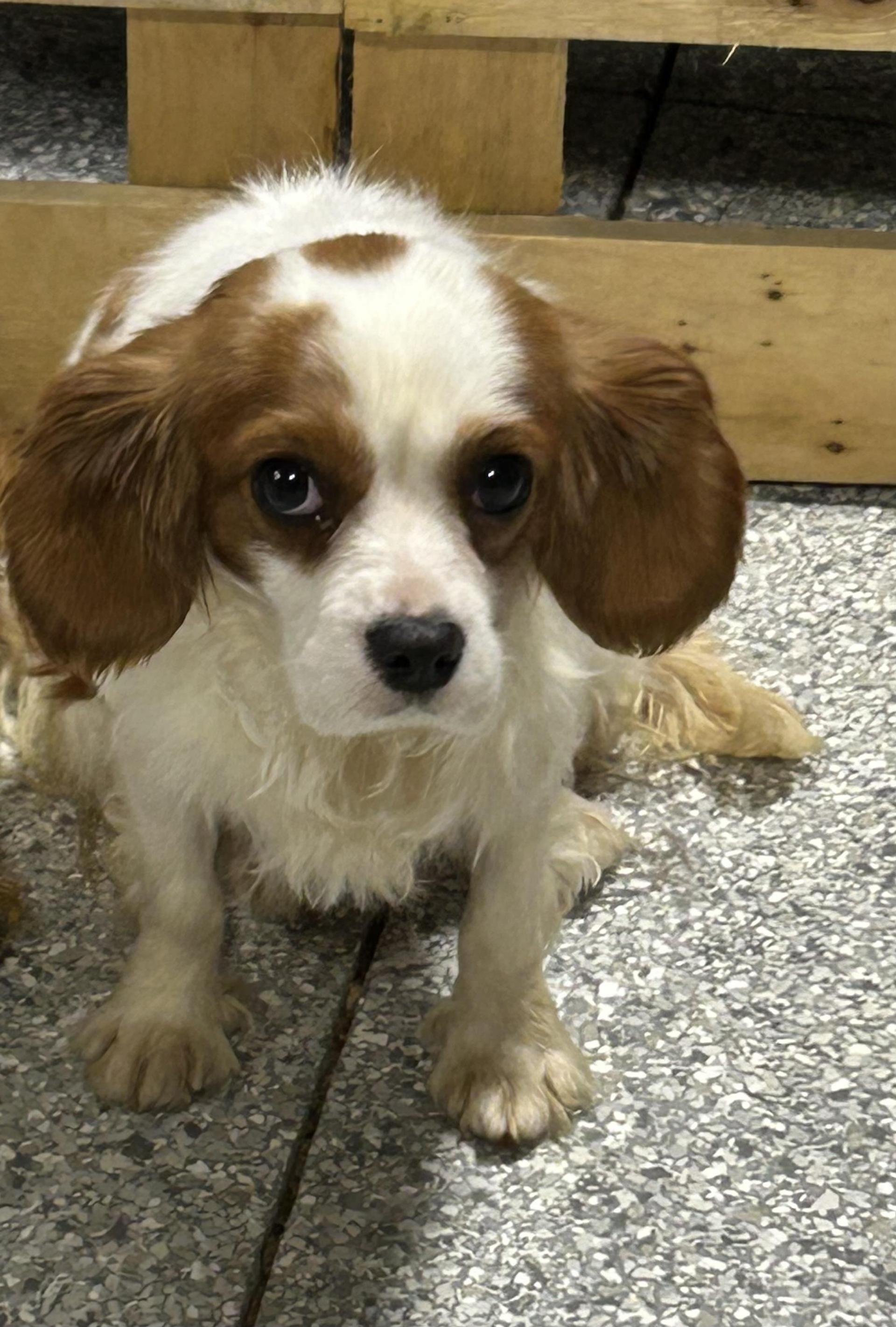 A young small-sized female Apricot / Beige Cavalier King Charles Spaniel dog named Olivia. Petite Lbs for adoption in Antwerp, OH