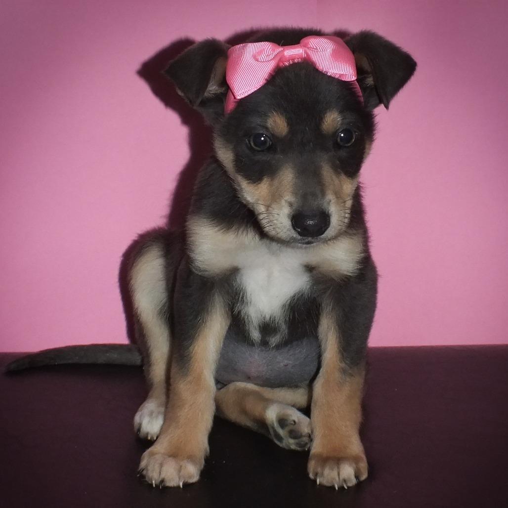 Sadie