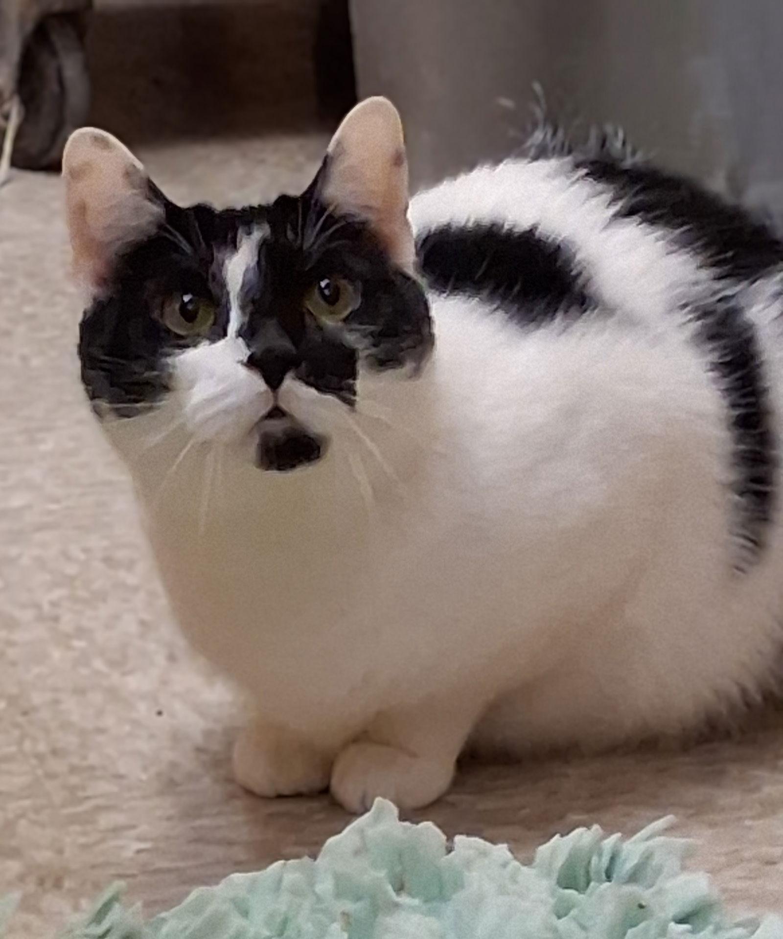 Hawaii @ Medina Petsmart