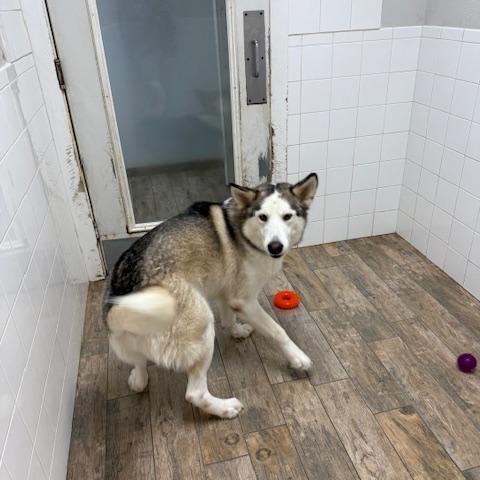 An adult medium-sized male Siberian Husky dog named Maverick for adoption in Sumter, SC