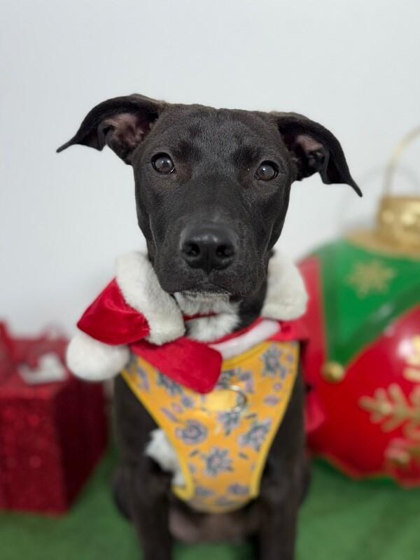 A baby medium-sized female Black Labrador Retriever dog named Tiara for adoption in Carlsbad, CA