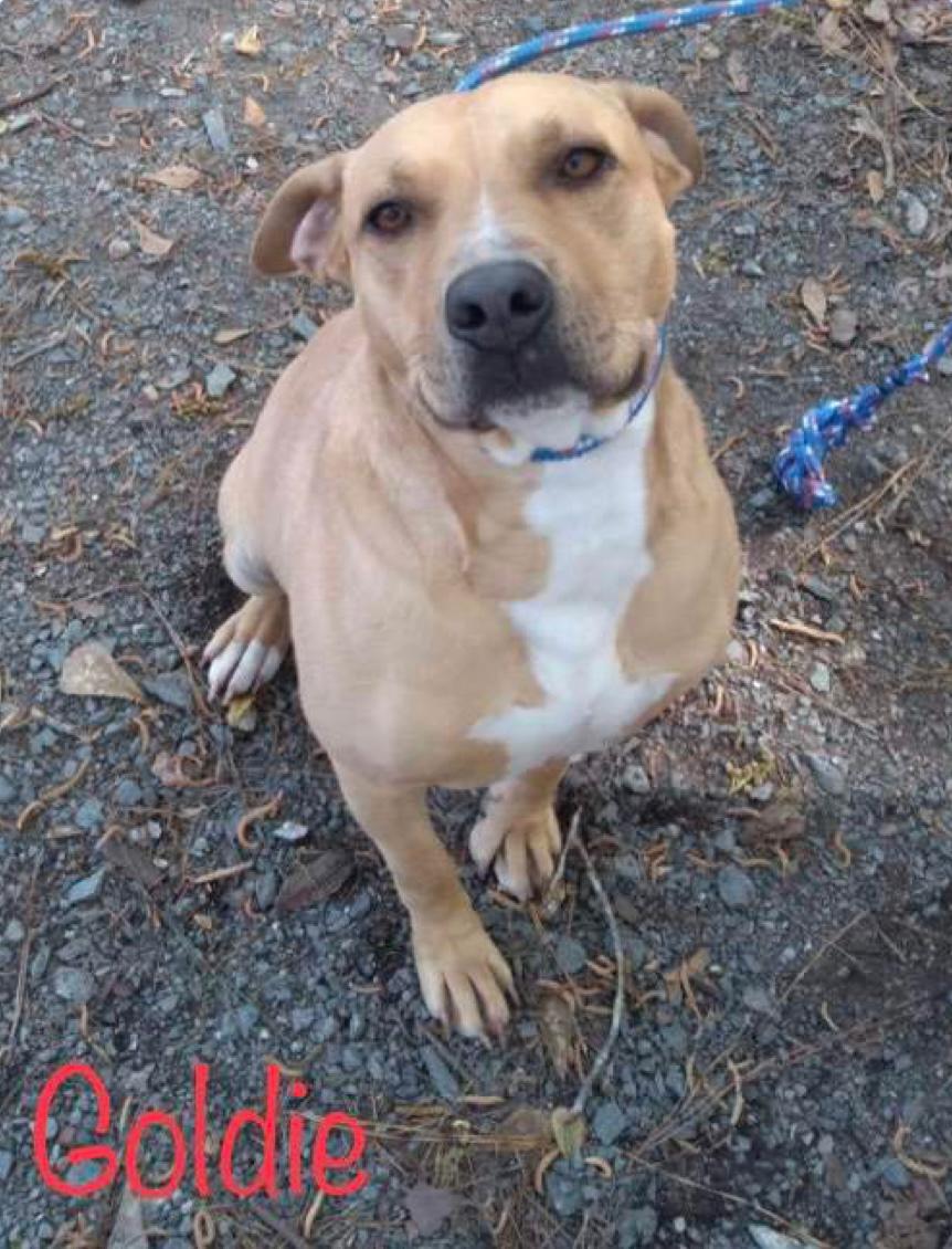 Goldie