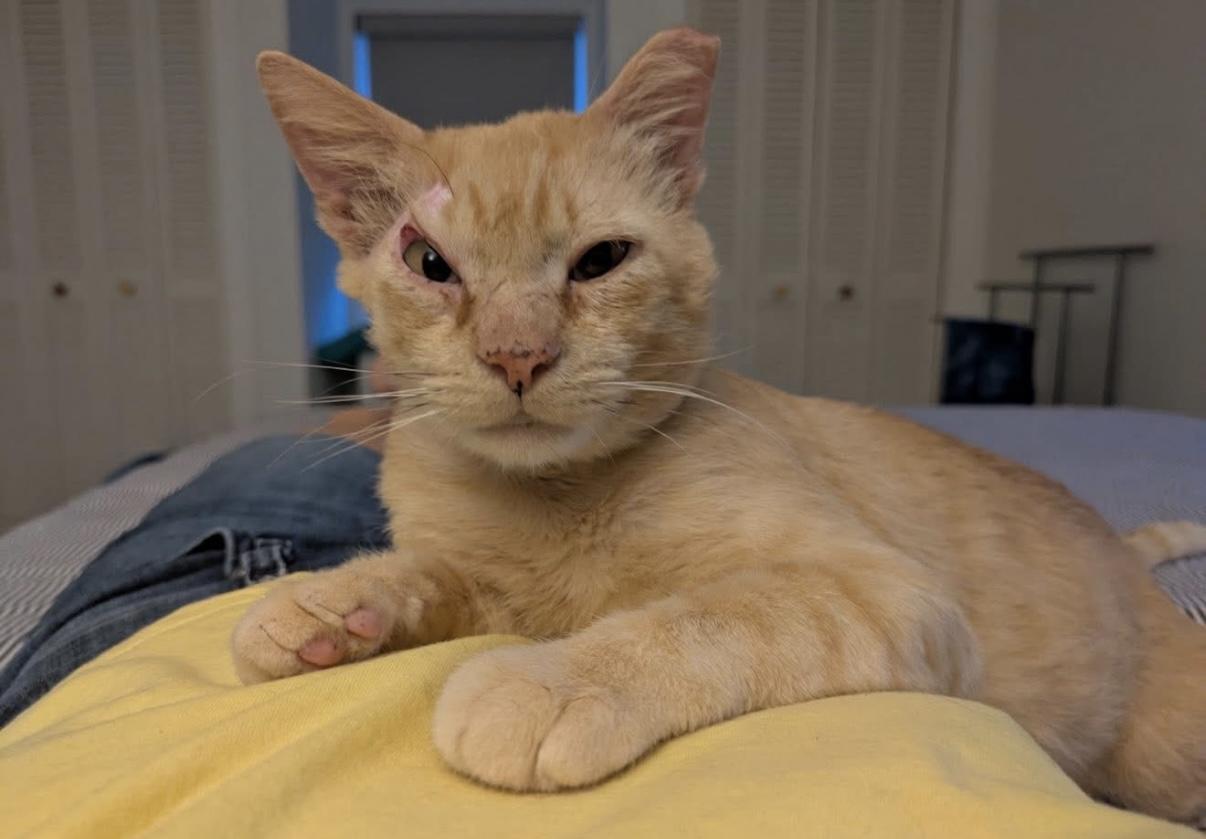 An adult medium-sized male Tabby (Orange / Red) Domestic Short Hair cat named Conor The Miracle Survivor for adoption in Boca Raton, FL