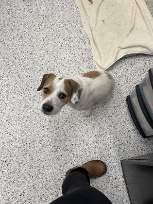 A young small-sized male Mixed Breed dog named Moxley for adoption in Atlanta, GA