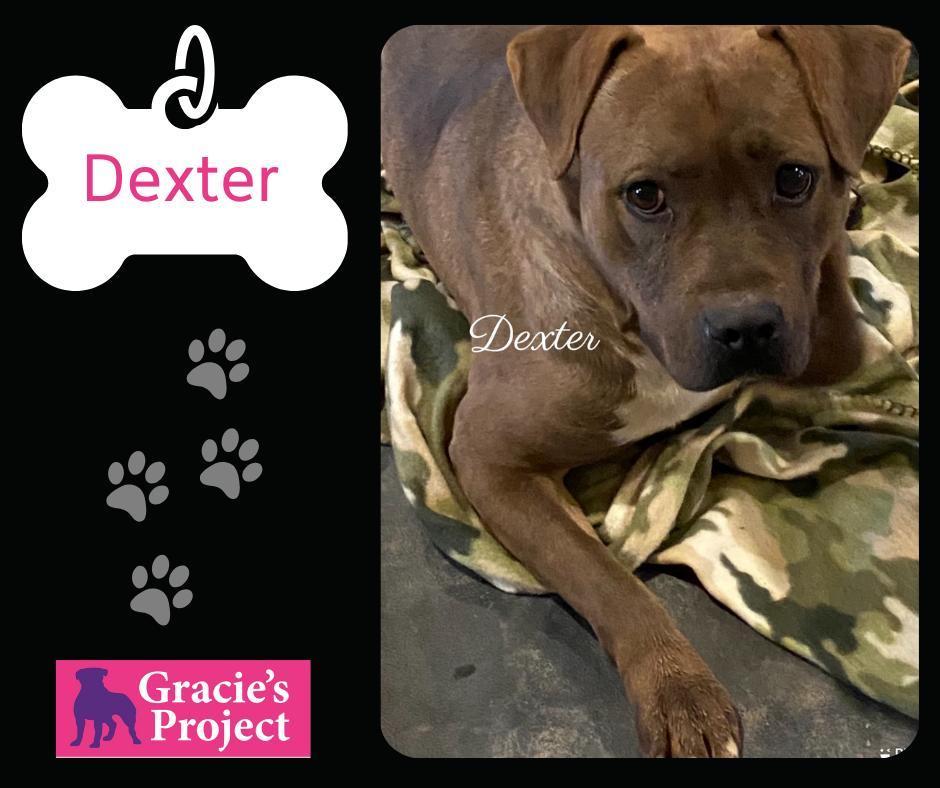 An adult medium-sized male Black Pit Bull Terrier dog named Dexter for adoption in Canyon, TX