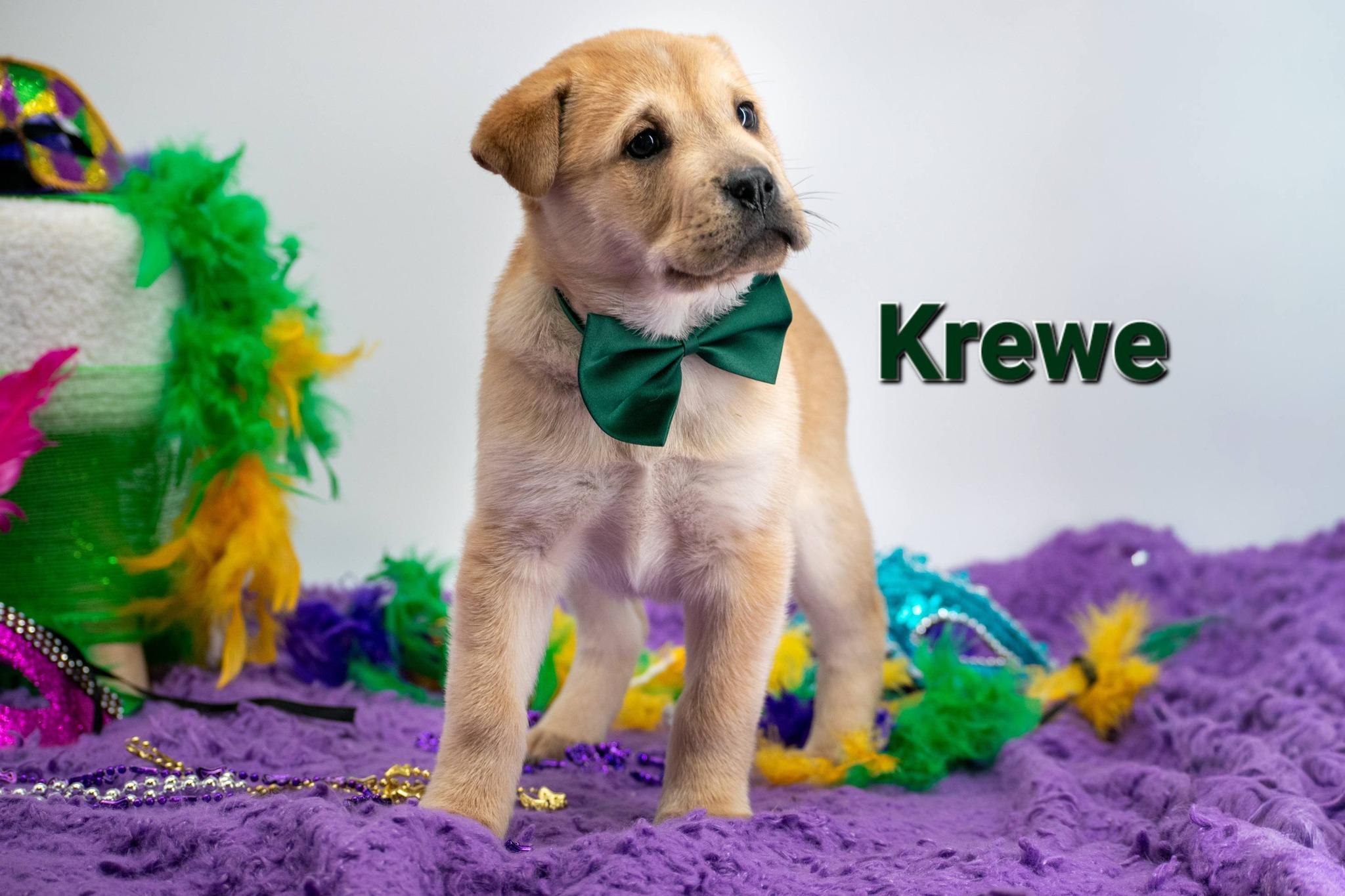 Krewe