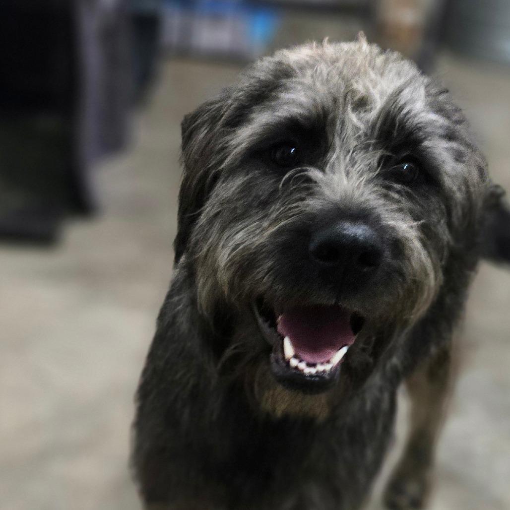 An adult large-sized female Gray / Blue / Silver Irish Wolfhound dog named Frizz for adoption in Southington, OH