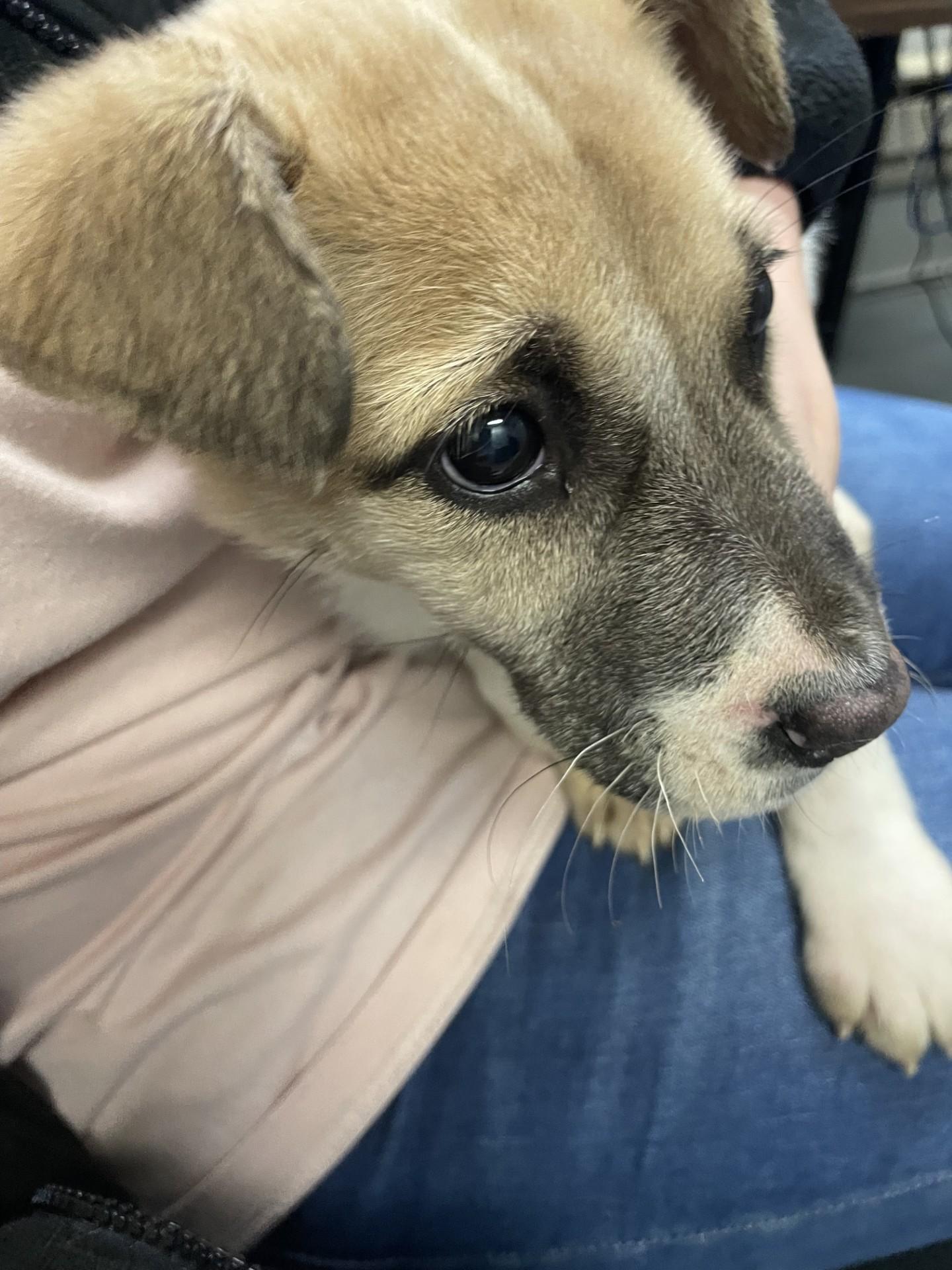 A baby small-sized female Bicolor Shepherd dog named Cider for adoption in Rocky Mount, NC