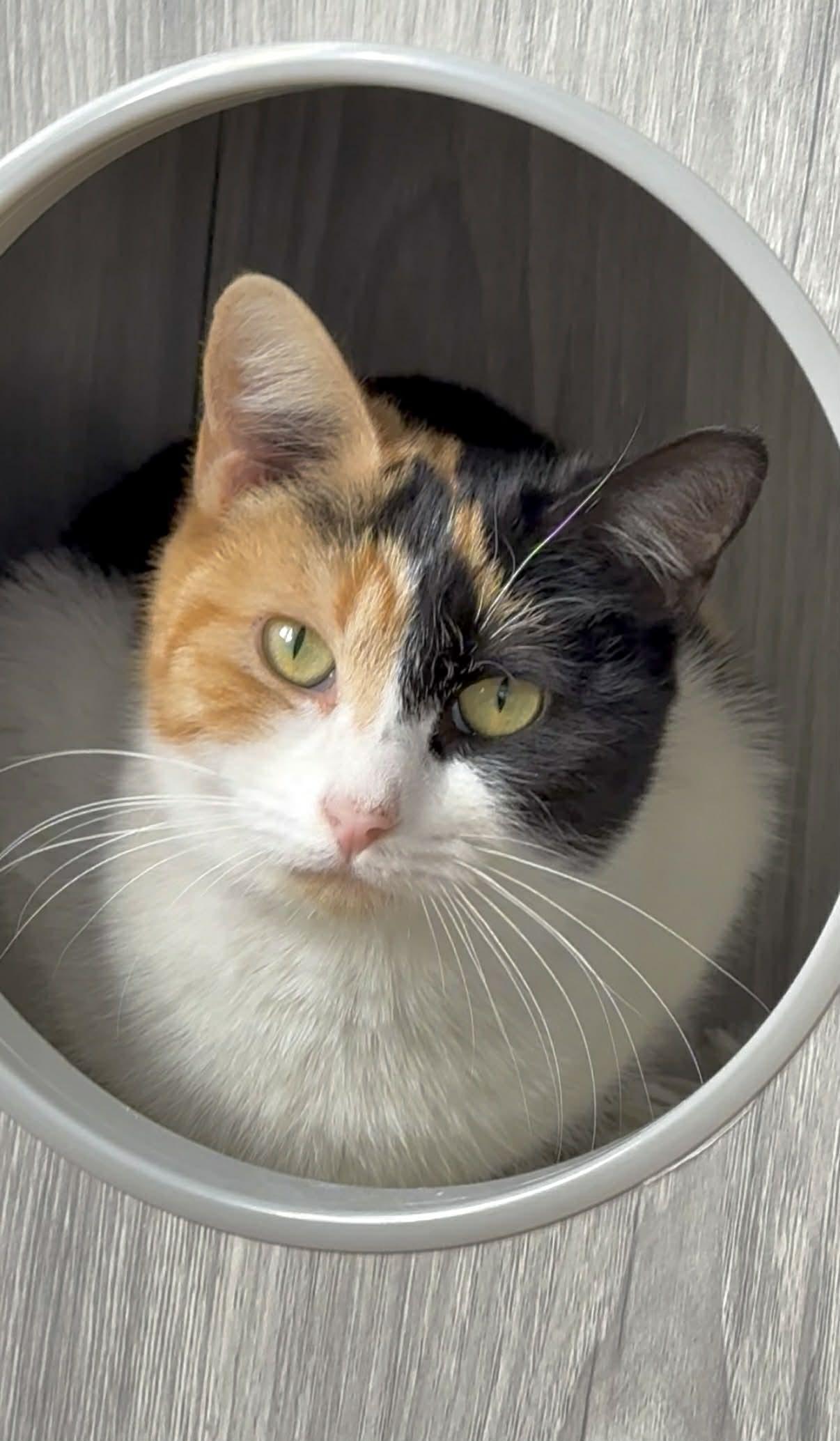 Neopolitan And Cinnamon Bun!