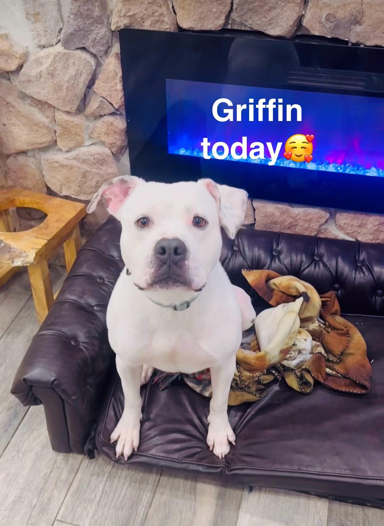 Griffin